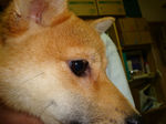 DSC03703s.jpg